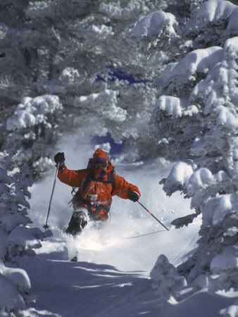 skiing Pictures, Images and Photos