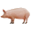 pigs-1.gif