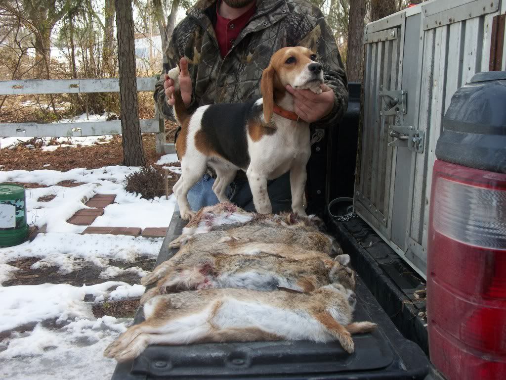 ukc beagle classifieds