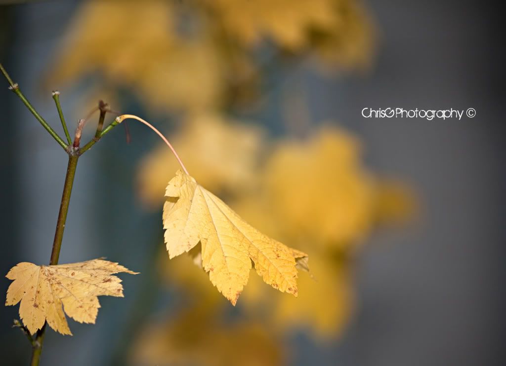 IMAGE: http://i578.photobucket.com/albums/ss222/goddardca/IMG_2275.jpg