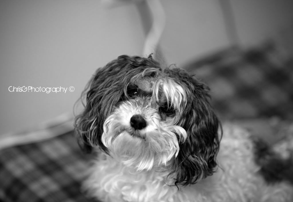 IMAGE: http://i578.photobucket.com/albums/ss222/goddardca/IMG_2297.jpg