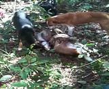 th_IMG_0228_zps971b6b02.jpg