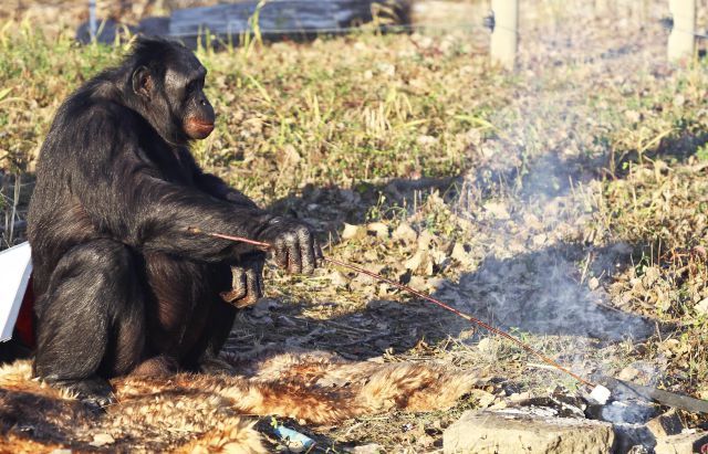 Cimpanzi Yang Pandai Memasak