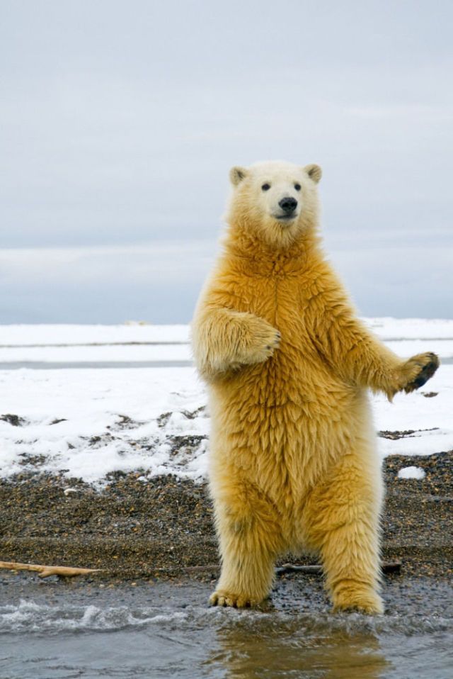 Beruang Kutub Yang Berdisko..!!