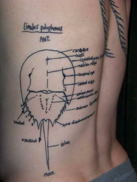 Horseshoe Crab Anatomy Tattoo. Posted by Carrie on August 14, 2009; 