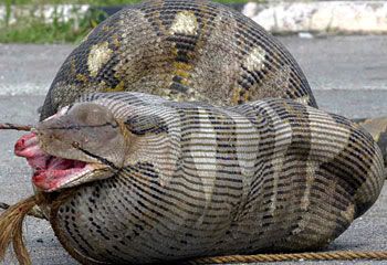 A Burmese python after eating a sheep.