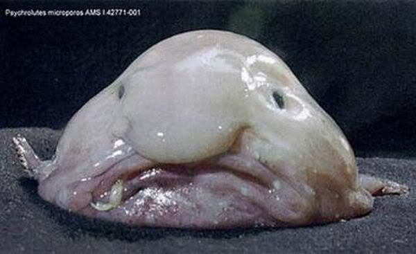 Ugly Fish Pictures, Images and Photos