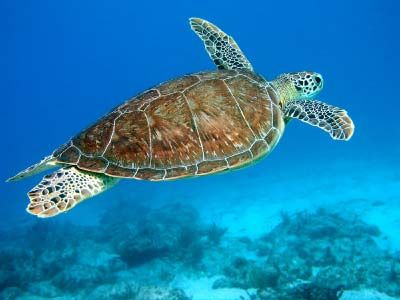 hawksbill-sea-turtle.jpg