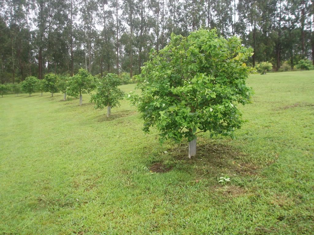 Tahiti Lime Tree