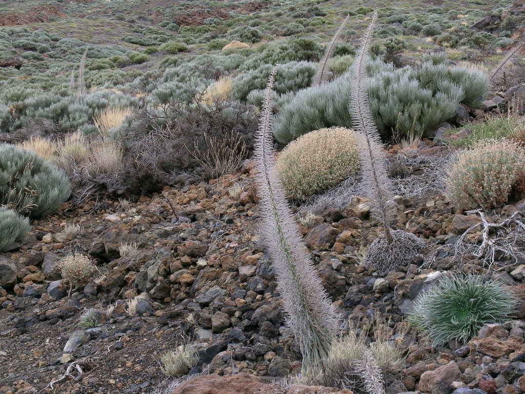 Echium wildpretii