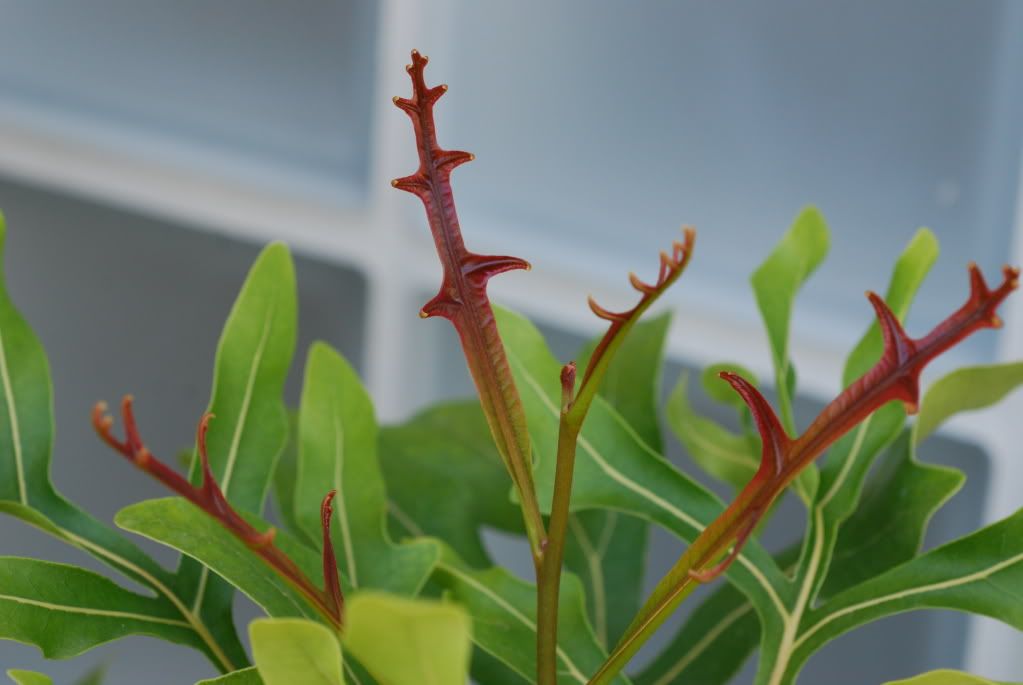 Stenocarpus sinuatus nuova vegetazione