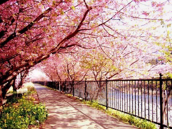 Cherry Blossoms Pictures, Images and Photos