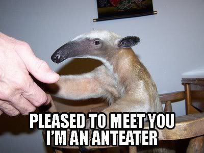 niceanteater.jpg