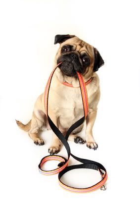 Leash Train Your Pup in 9 Easy Steps