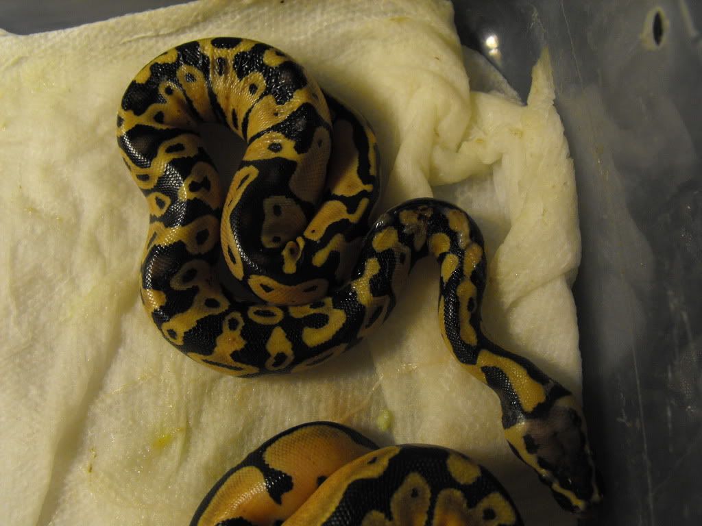 8c15752c.jpg