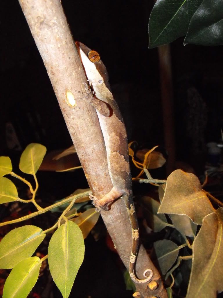 irianjayaensis031.jpg