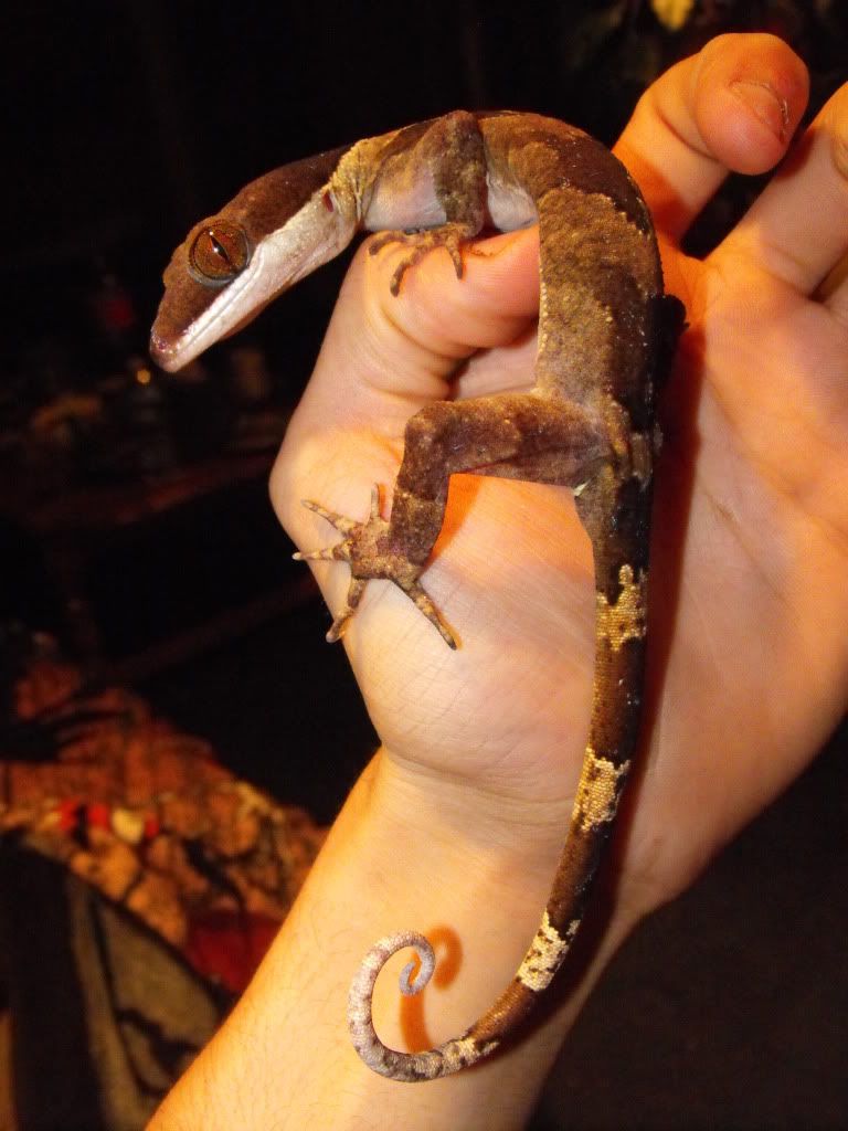 irianjayaensis039.jpg