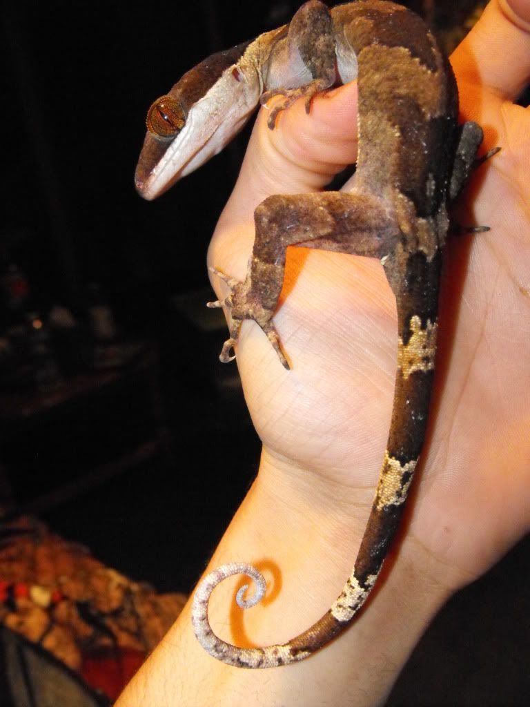 irianjayaensis040.jpg