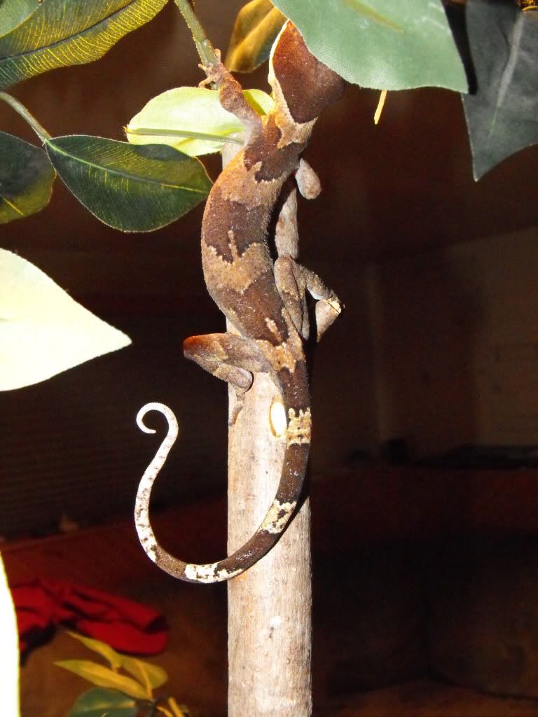 irianjayaensis045.jpg