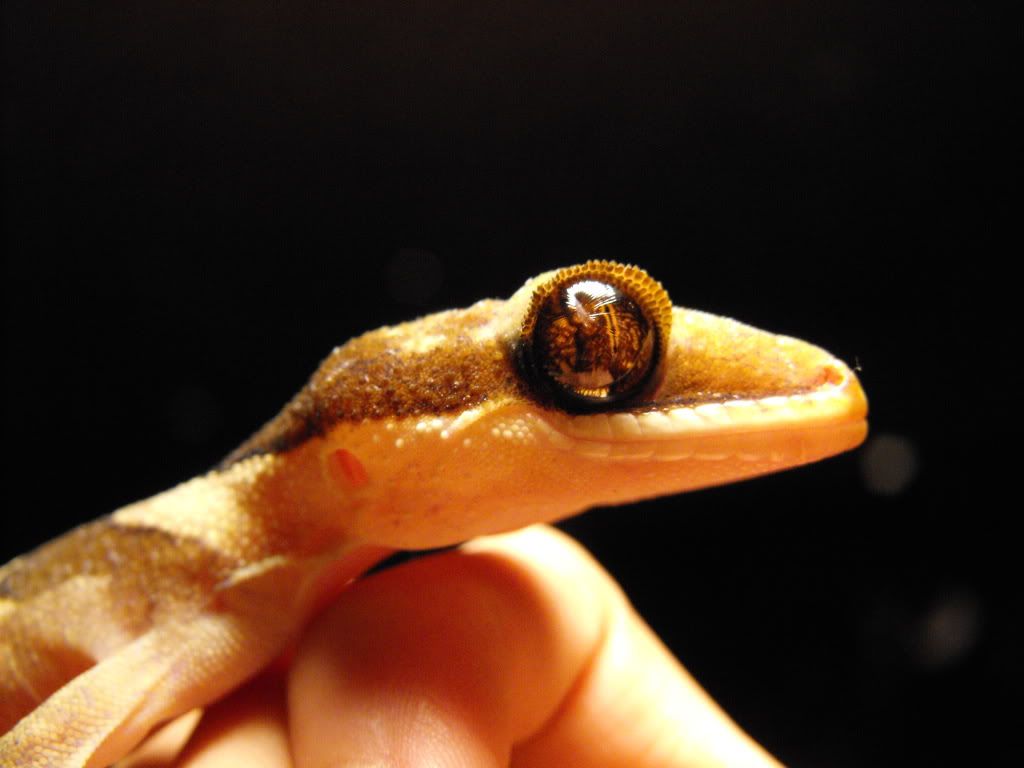 irianjayaensis054.jpg