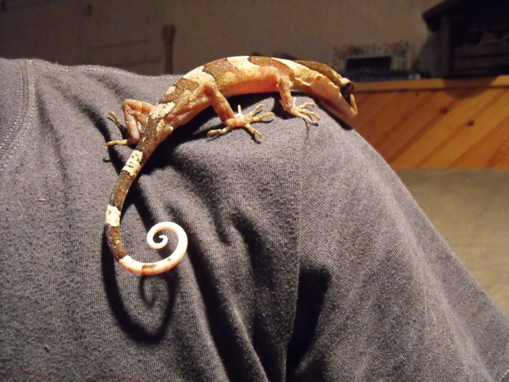irianjayaensis057.jpg