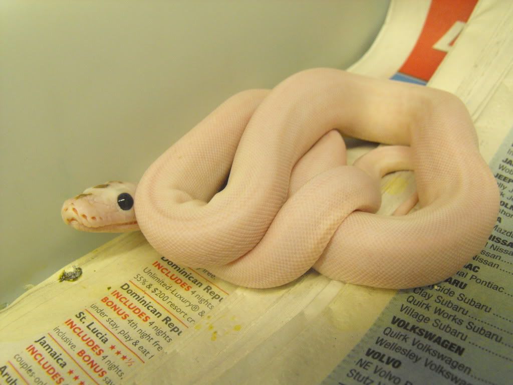 RETICS002.jpg