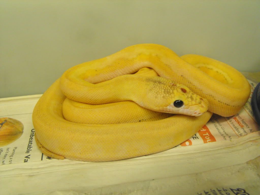 RETICS003.jpg