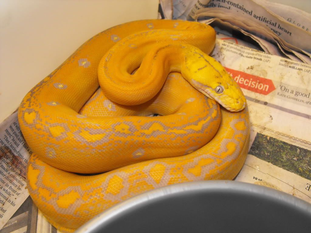 RETICS007.jpg