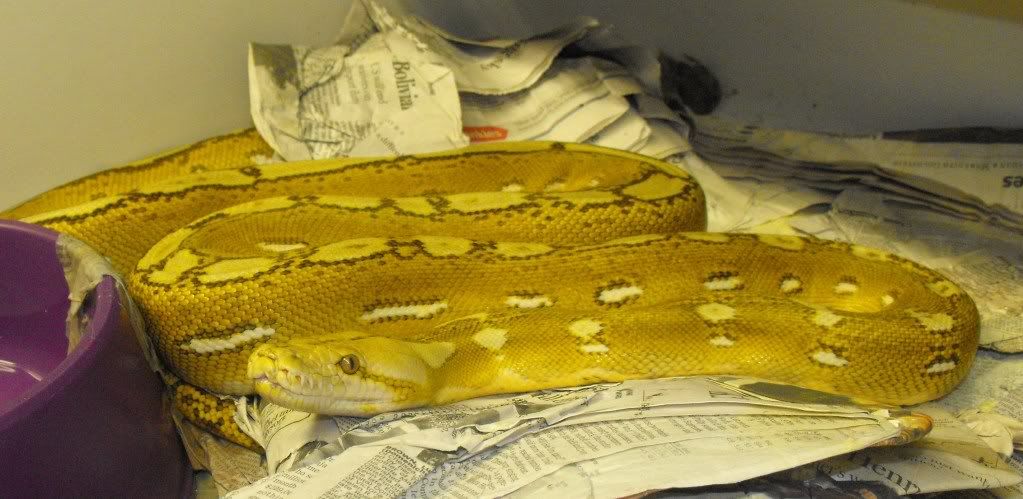 RETICS010.jpg