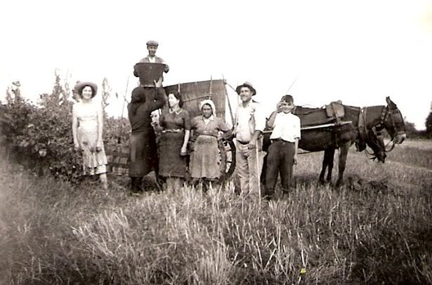 Vindima_1954