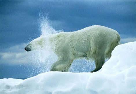 polar-bear-shake-492349-ga.jpg