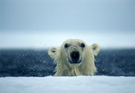 polar-bear-wet.jpg