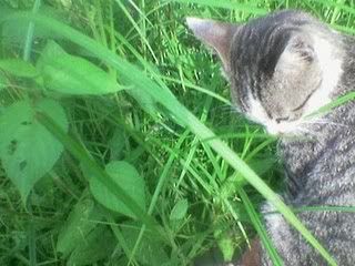 Kucing-Makan-Rumput