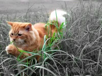 Kucing-Makan-Rumput