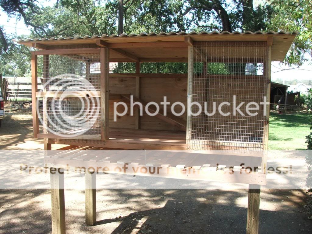 Picture 70 of Rabbit Hutch For Flemish Giant